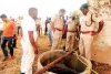 भरतपुर: नदबई में बालिका का अपहरण कर हत्या, प्रथम दृष्टया दुष्कर्म का मामला, आरोपी युवक गिरफ्तार