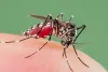 कोरोना से ज्यादा खतरनाक हुआ डेंगू का डंक