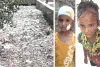 शास्त्री नगर इलाके में मासूम बच्ची को सुअर ने काटा, सिर और चेहरे पर लगाने पड़े टाके
