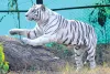 सफेद बाघों की कब्रगाह बना नाहरगढ़ जैविक उद्यान
