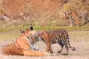 रणथंभौर नेशनल पार्क से 4 दर्जन टाइगर लापता
