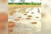 खेतों में तैयार खड़ी व कटी पड़ी फसलों को बारिश ने किया बर्बाद