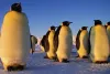 सम्राट पेंगुइन के अस्तित्व पर मंडराता संकट