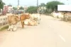 सड़कों पर लावारिस जानवरों के जमावड़े से यातायात हो रहा बाधित
