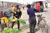 कायन हाउस में दान का हरा चारा खा रही गाय