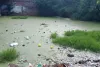 खाली भूखंड बने बीमारियों का घर, पानी में मच्छर पनप रहे