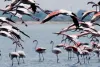ओड़िशा के भितरकनिका राष्ट्रीय उद्यान में दिखे 1.23 लाख मानसून पक्षी 