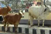 डेढ़ साल से सिर्फ पत्राचार, नहीं हुआ गौशाला विस्तार 