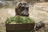 Hippo Family का नया सदस्य हुआ एक माह का 