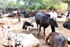 भीषण गर्मी: तापघात पशुओं पर कर रहा अटैक