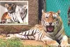 International Tiger Day: प्रदेश के बायोलॉजिकल पार्कों में उम्रदराज दो बाघिन बहनें