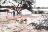 टोंक बना पानी का टांका, जयपुर में दोपहर बाद बारिश, अन्य जिलों में भी मानसून मेहरबान