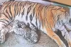 प्रदेश के जंगलों में गूंजी दस नन्हें शावकों की किलकारियां : सरिस्का, रणथम्भौर और जयपुर बायोलॉजिकल पार्क में बाघों का कुनबा बढ़ा