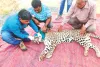 इंटरनेशनल लेपर्ड डे आज : नाहरगढ़ अभयारण्य में भी 21 लेपर्ड्स का मूवमेंट दर्ज
