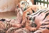 बाघिन रानी पी रही मिनरल वाटर, आज एक माह के हो जाएंगे पांचों शावक