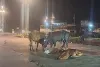 हादसों का कारण बन रही कैटल युक्त सड़कें