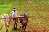 खरीफ की बुवाई अब भी अपने लक्ष्य से पीछे, केवल 59 फीसदी पर अटकी, खेतों में लौटी हरियाली किसानों की मेहनत रंग लाने को तैयार
