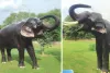 वर्ल्ड एलिफेंट डे : चार साल में 2.78 लाख पर्यटक पहुंचे हाथीगांव, 2.83 करोड़ रु. खर्च किए