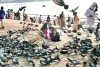 सावधान मौत की चौखट पर ले जा रही कबूतरों से दोस्ती