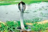 कोबरा के बाद अब शहर में अजगर भी मचा रहा दहशत