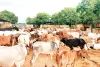 गौशाला में चिकित्सा सुविधाओं का अभाव