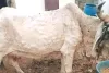 जोधपुर में फिर गौवंश पर लंपी की दस्तक : प्रशासन मौन, गौसेवक बीमार गौवंश की बचा रहे जान; गौवंश के लिए वार्ड बनाकर इलाज जारी