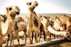 असर खबर का - अन्य राज्यों में भेजने पर लगी पाबंदी 11 साल बाद हटाई, ऊंटों की घटती संख्या पर लगेगा ब्रेक