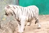 नाहरगढ़ बायोलॉजिकल पार्क : बाघ भीम टाइगर सफारी में शिफ्ट, जम्मू-कश्मीर जू से जल्द आएंगे हिमालयन ब्लैक बियर