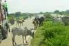 टोल वसूली पर ध्यान : संकट में हाईवे पर जान, मवेशियों को हाइवे पर आने से नहीं रोक पाया एनएचएआई