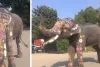 उदयपुर की रॉयल वेडिंग के लिए जयपुर से पहुंचा हाथी बाबू : स्पेशल डिमांड पर बाबू, प्राकृतिक रंगों और खास गहनों से सजेगा