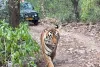 सरिस्का में सैलानियों को लगातार हो रहे हैं बाघ-बाघिन के दीदार