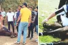 जयपुर पोलो सीजन में एक पखवाड़े में दूसरी दुर्घटना, पोलो ग्राउण्ड पर मैच के दौरान हुई घोड़े की मौत