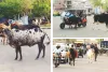 यातायात में खलल : सड़क पर मूविंग ट्रैफिक नहीं, मूविंग पशु; वाहन चालकों को बदलना पड़ा रास्ता