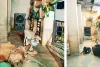 गायों को भी मिलेगी गर्मी से राहत, बीच-बीच में पानी का छिड़काव 