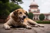 सुप्रीम कोर्ट का बड़ा फैसला, रैबीज पीड़ित कुत्ताें को दया मृत्यु देने की अनुमति संबंधी एनजीओ की याचिका पर सुनवाई से इनकार