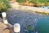 वंदे गंगा अभियान के बीच प्रदूषण से कराह रही नदी