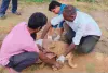 वन और पशुपालन विभाग की पहल : बाघ-तेंदुओं की सुरक्षा के लिए बड़ा अभियान, कैनाइन डिस्टेंपर वायरस पर संयुक्त वार