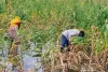 भण्डेड़ा में जलभराव समस्या पर किसानों की मांग तेज, जानें पूरा मामला 
