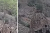 पहाड़ी क्षेत्र में एक साथ नजर आए चार लेपर्ड, बंदरों का शिकार करते हुए कैमरे में कैद, वीडियो सोशल मीडिया पर वायरल