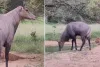 झालाना लेपर्ड रिजर्व में दुर्लभ नजारा : प्यास के आगे झुका शिकारी, वाटर पॉइंट पर नीलगाय के सामने पीछे हटा लेपर्ड 'राणा'