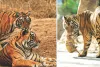 अंतरराष्ट्रीय बाघ दिवस : बाघों की दहाड़ से गूंज रहा राजस्थान, 149 तक पहुंची बाघों की संख्या