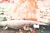 इंदिरा गांधी नहर में फिर मिला 10 फीट लम्बा घड़ियाल, एक घंटे मशक्कत के बाद वन विभाग ने किया रेस्क्यू