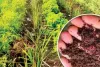 असर खबर का :  जैविक उत्पाद परीक्षण लैब तैयार, जांच के लिए खत्म होगा इंतजार, समय और खर्च दोनो की होगी बचत