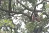 महाराष्ट्र में कर्ज माफी को लेकर उग्र प्रदर्शन : किसानों ने दी आत्महत्या की धमकी, रस्सियां लेकर पेड़ पर चढ़े किसान