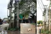 विद्युत डीपी बनी बंदरों के लिए काल, करंट की चपेट में आने से हो रहे हादसे