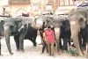 वर्ल्ड एलिफेंट डे : घटा हाथी सवारी का आकर्षण, 8 साल में 70% पर्यटक हुए कम