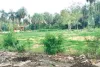 जेडीबी आर्ट्स कॉलेज परिसर में हरियाली व सौंदर्यीकरण के नाम पर लगा दिए खतरनाक  प्रतिबंधित कोनोकार्पस 