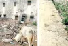 कहीं सफाई-रोशनी बेहाल, कहीं चंबल के शहर में पानी का इंतजार