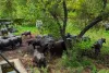 उमरी वन क्षेत्र में विशेष अभियान : सरिस्का में अवैध चराई पर वन विभाग का बड़ा शिकंजा, 30 से अधिक भैंसें जब्त