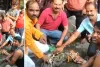 मंदिर में पहुंचा 7 फीट लंबा मगरमच्छ, श्रद्धालुओं में मची अफरा-तफरी